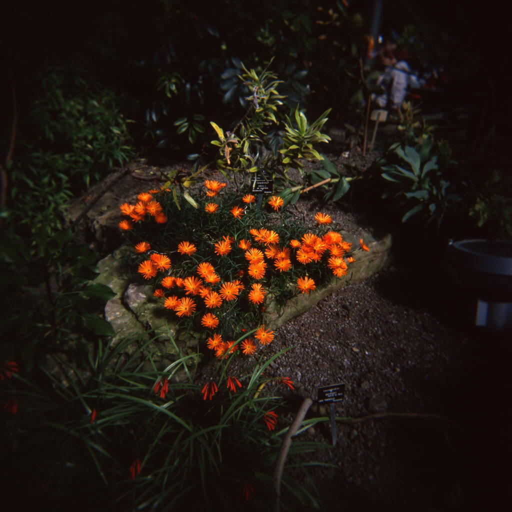 معرفی و راهنمای پرورش گیاهان زینتی - کارپوبروتوس ادولیس